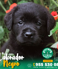 Alternative view of LABRADOR NEGRO