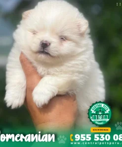 POMERANIAN