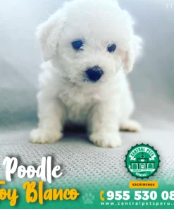 POODLE TOY