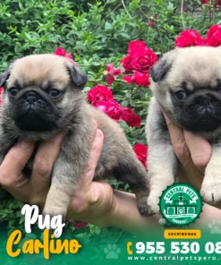 PUG CARLINO
