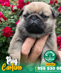 Alternative view of PUG CARLINO