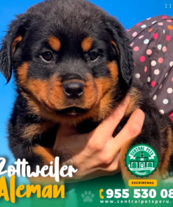 ROTTWEILER ALEMÁN