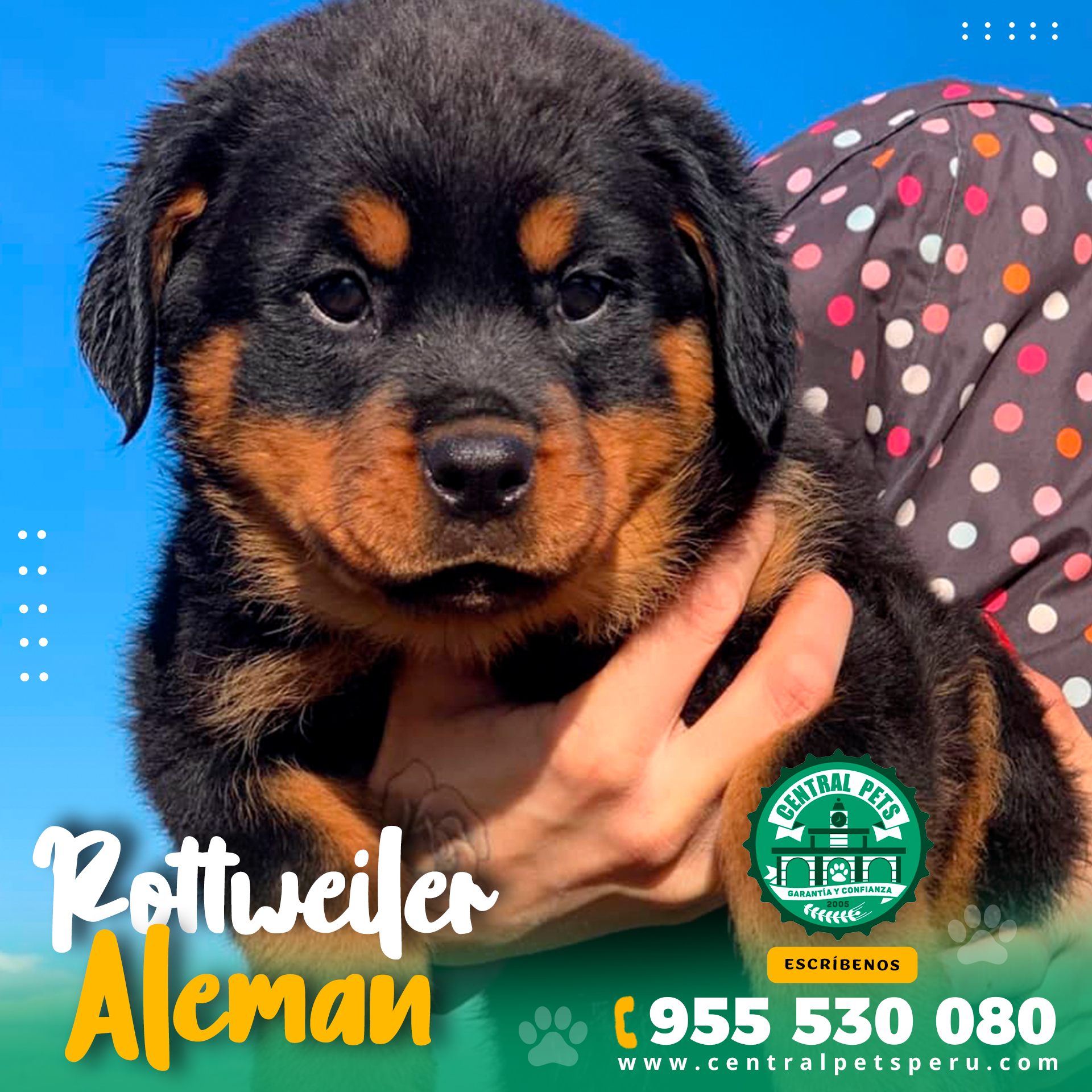 Rottweiler Aleman Peru (1)