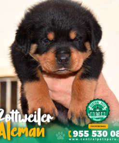 Alternative view of ROTTWEILER ALEMÁN