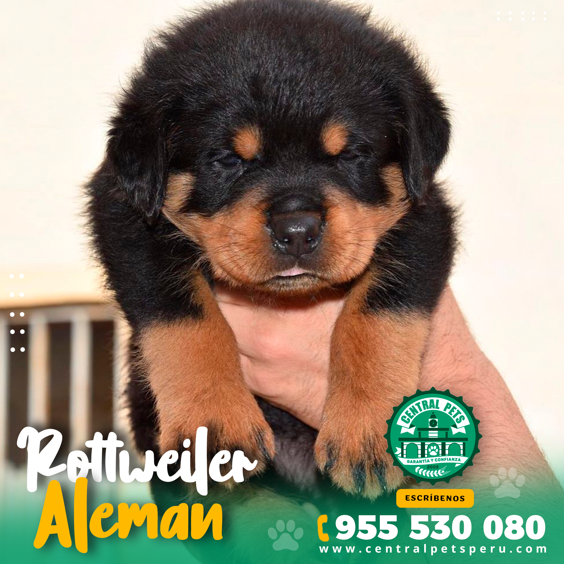 Rottweiler Aleman Peru (2)