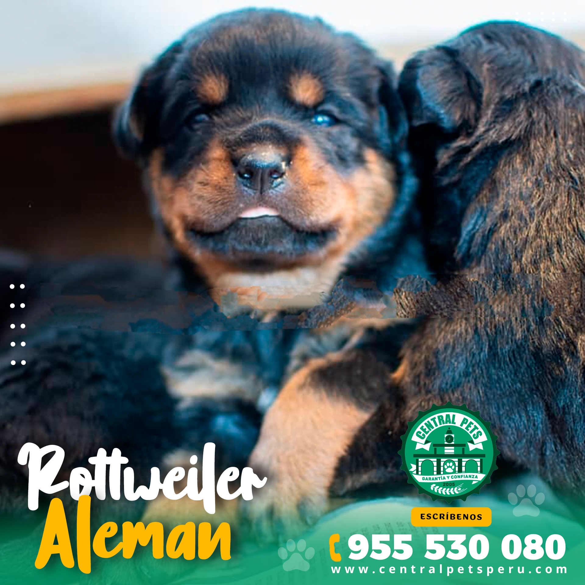 Rottweiler Aleman Peru (3)