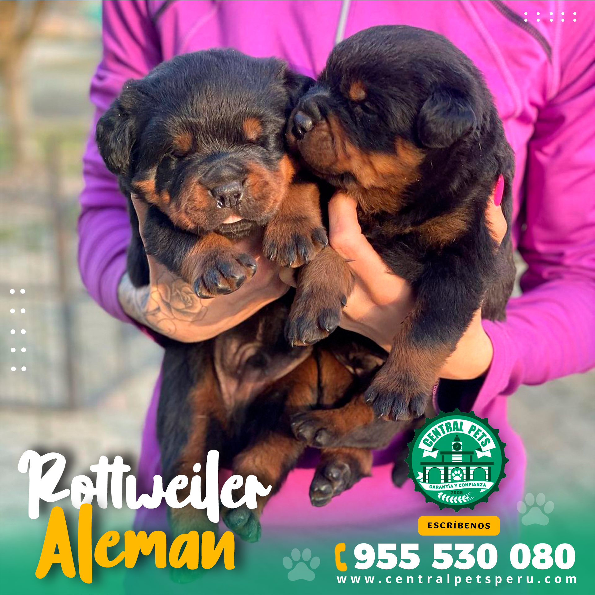 Rottweiler Aleman Peru (4)