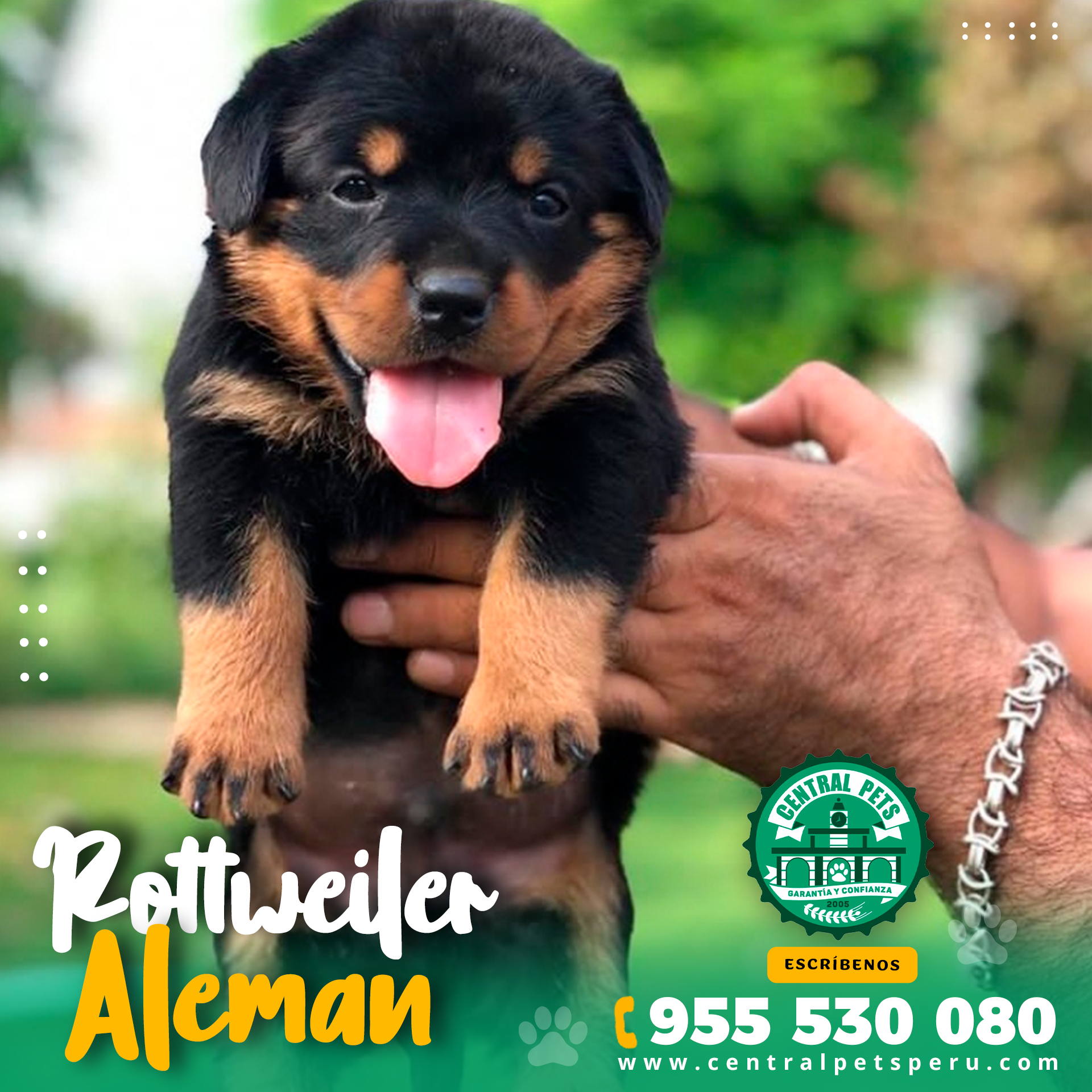 Rottweiler Aleman Peru (7)