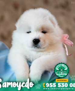 SAMOYEDO