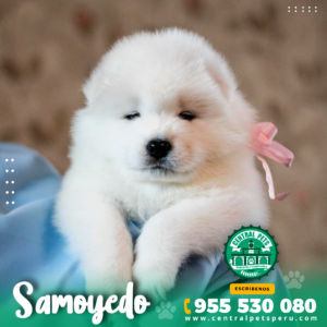 SAMOYEDO