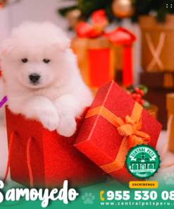 Alternative view of SAMOYEDO