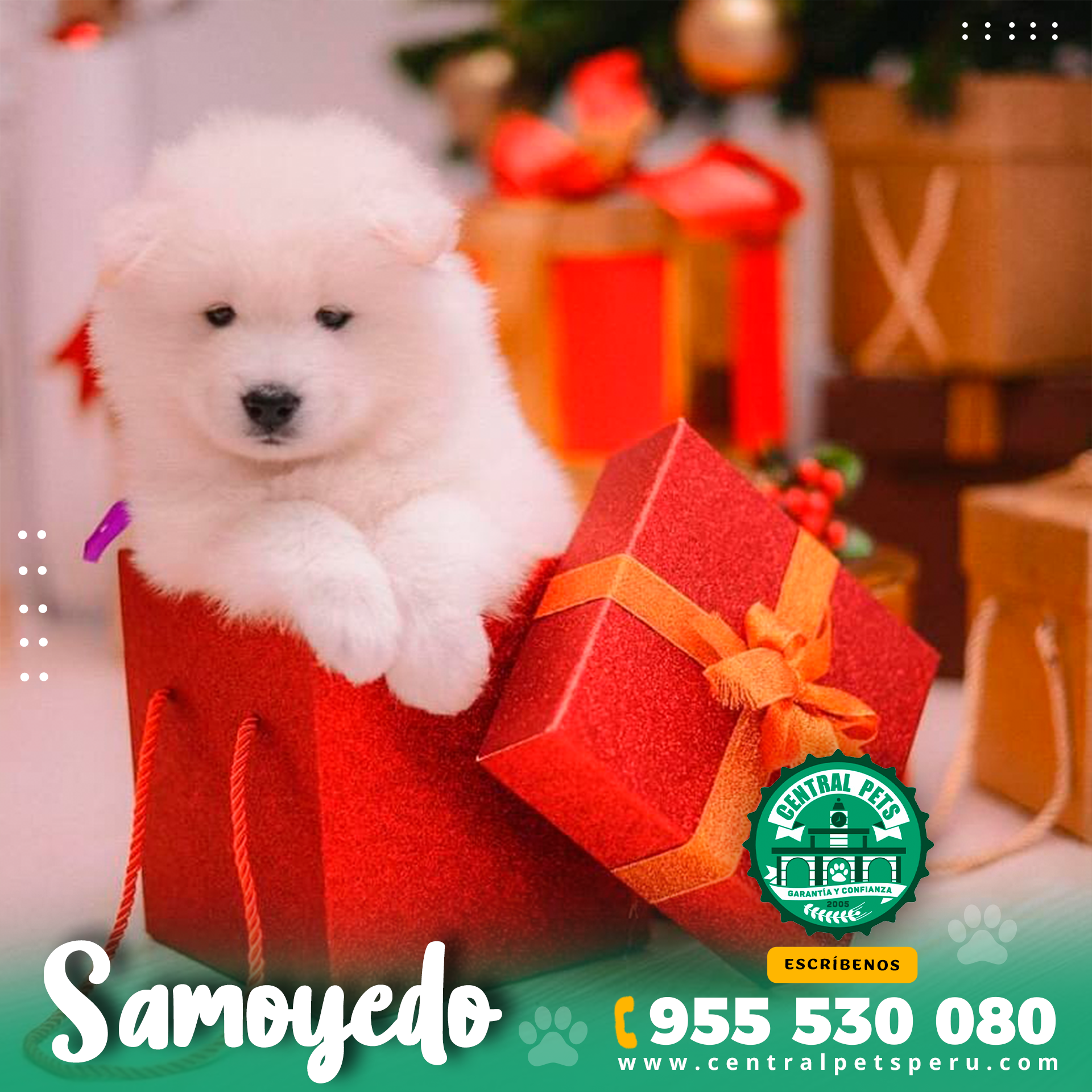 Samoyedo (2)