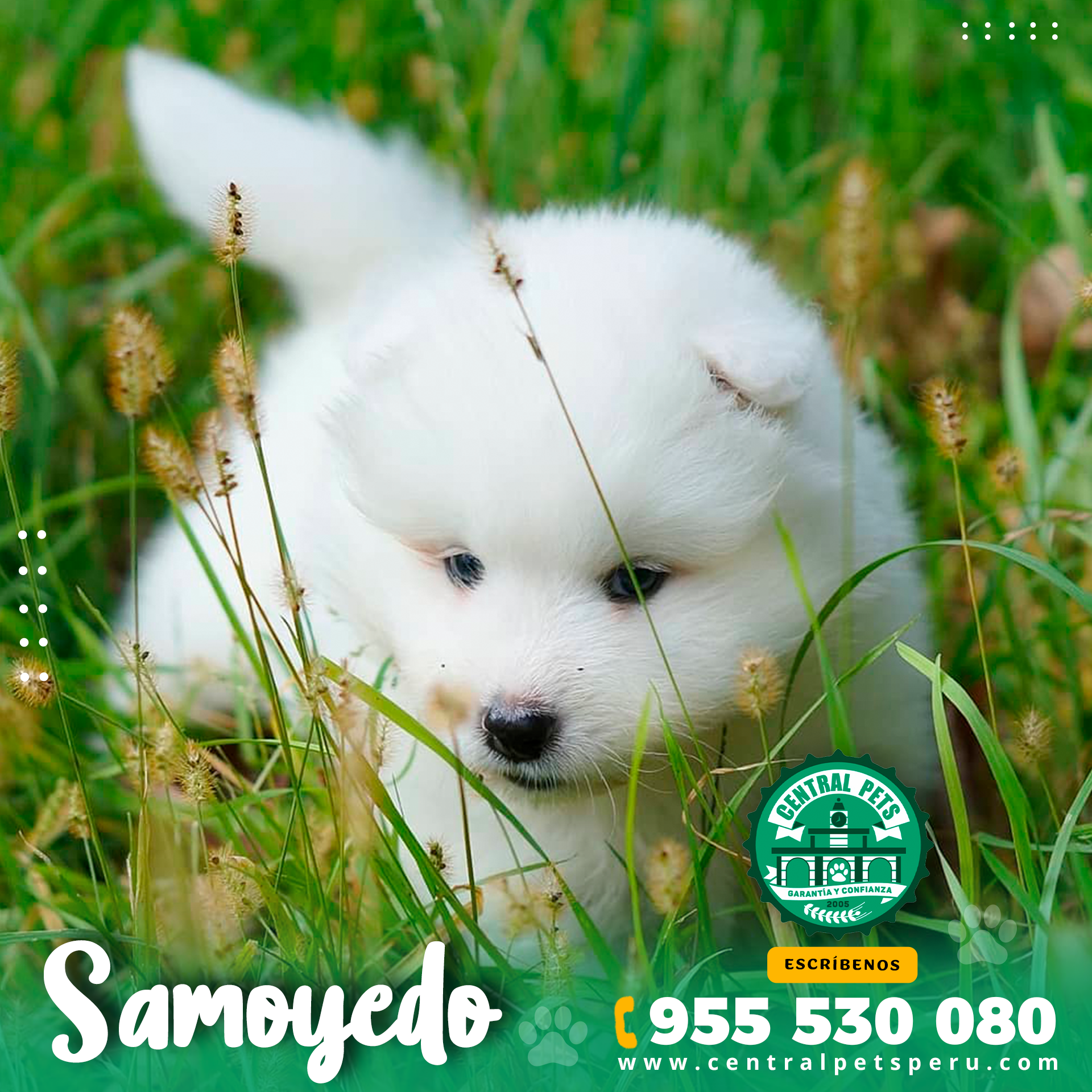 Samoyedo (3)