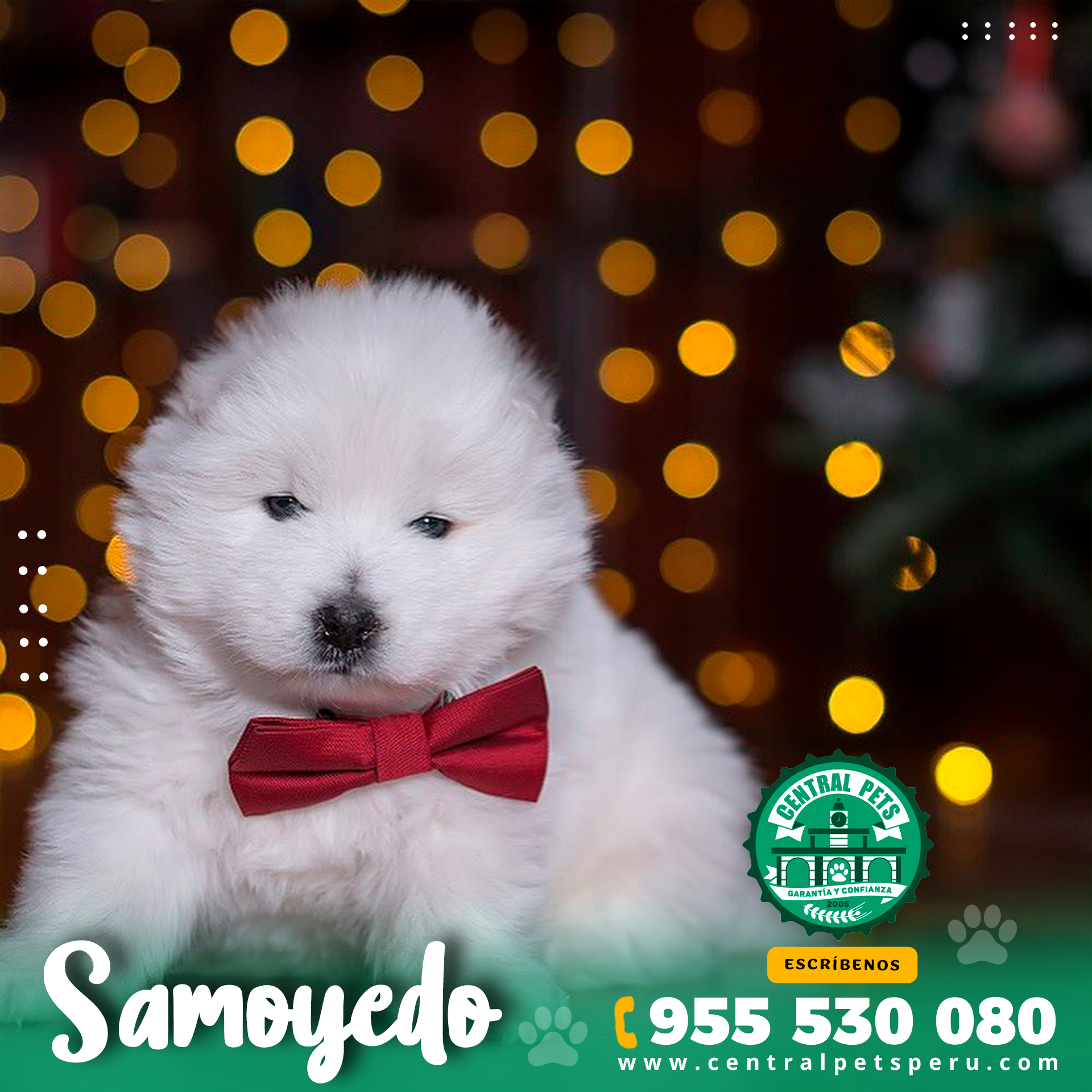 Samoyedo (4)