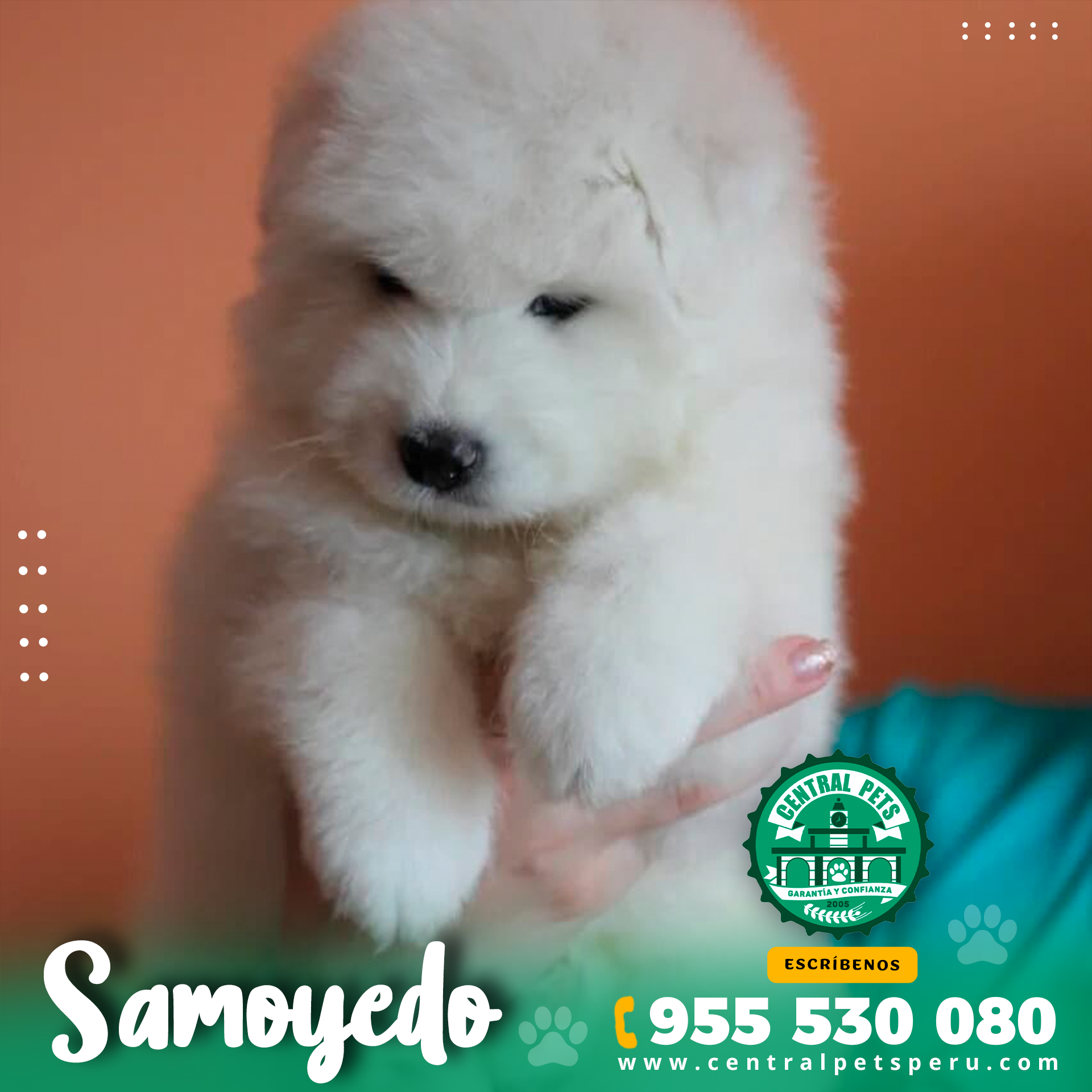 Samoyedo (5)