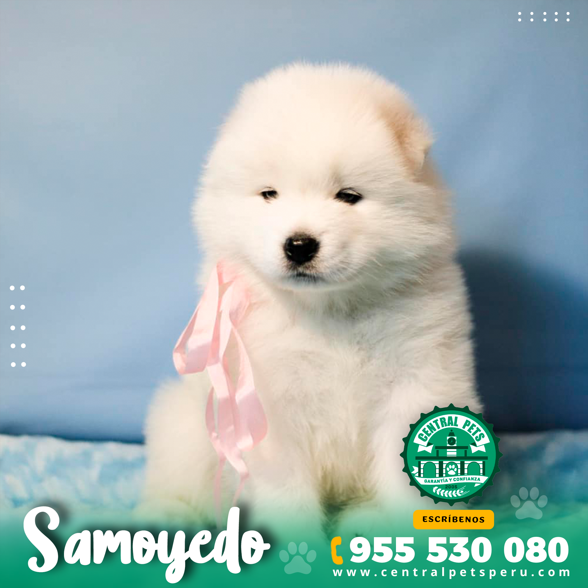 Samoyedo (6)