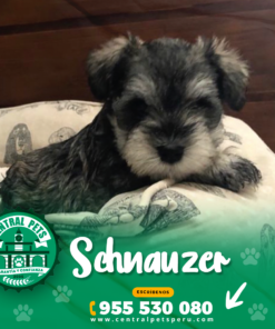 SCHNAUZER
