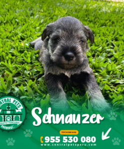 Alternative view of SCHNAUZER