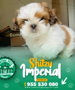 SHITZU