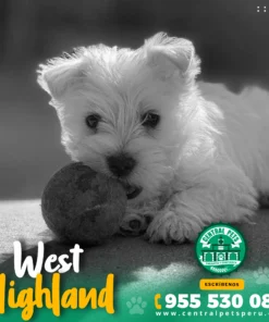 WEST HIGHLAND TERRIER (WESTY)