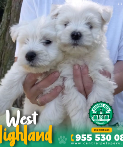 Alternative view of WEST HIGHLAND TERRIER (WESTY)