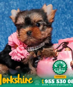 YORKSHIRE TERRIER