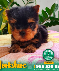 Alternative view of YORKSHIRE TERRIER
