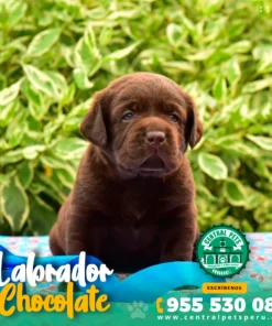LABRADOR CHOCOLATE