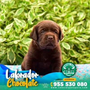 LABRADOR CHOCOLATE