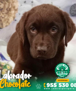 Alternative view of LABRADOR CHOCOLATE