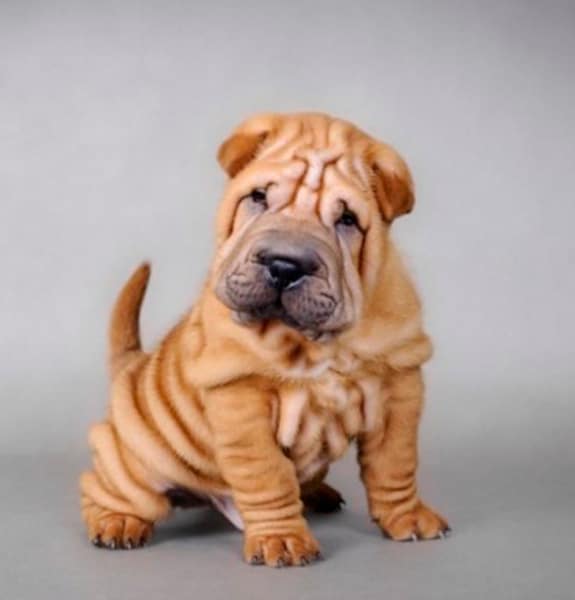 Sharpei Sharpei