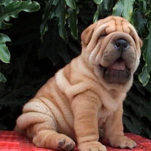 Sharpei