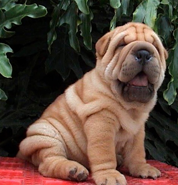 Sharpei Sharpei