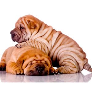 Sharpei