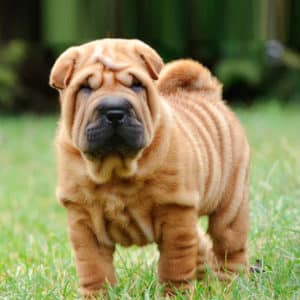 Sharpei