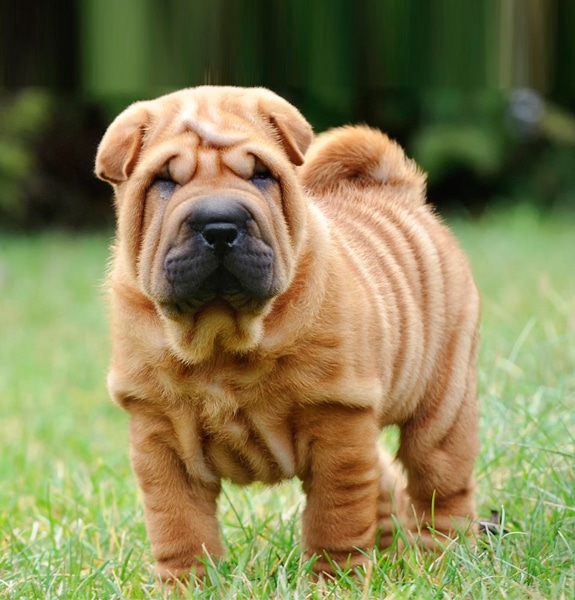 Sharpei Sharpei