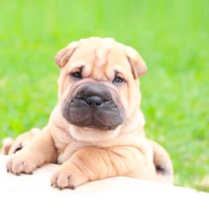 Sharpei