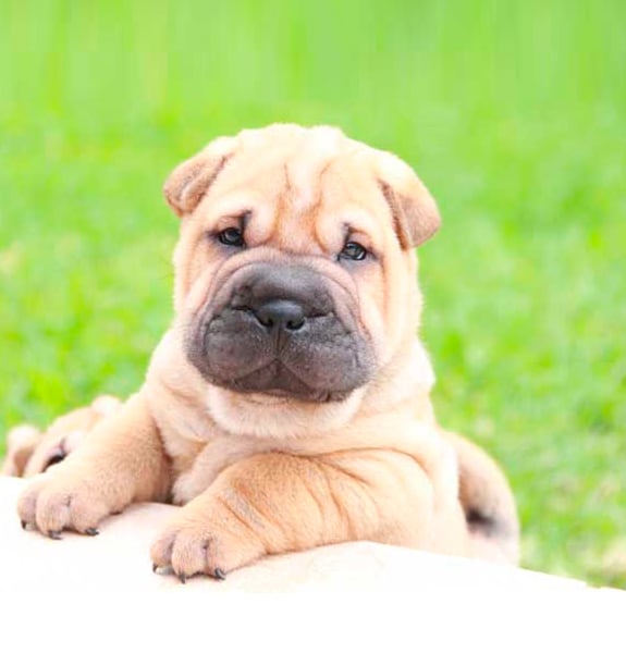 Sharpei Sharpei