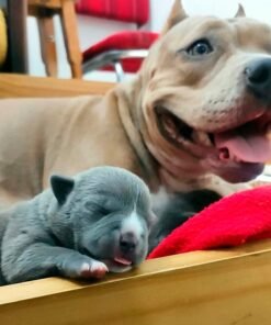 American Bully