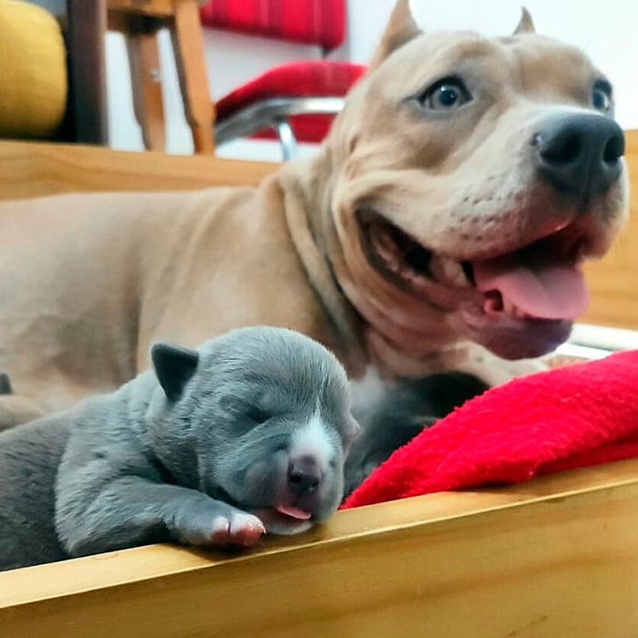 American Bully American Bully