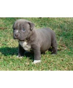 American Bully
