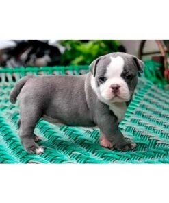 American Bully