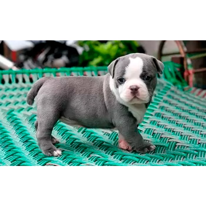 American Bully American Bully