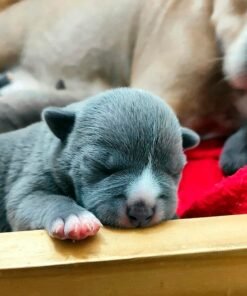 American Bully