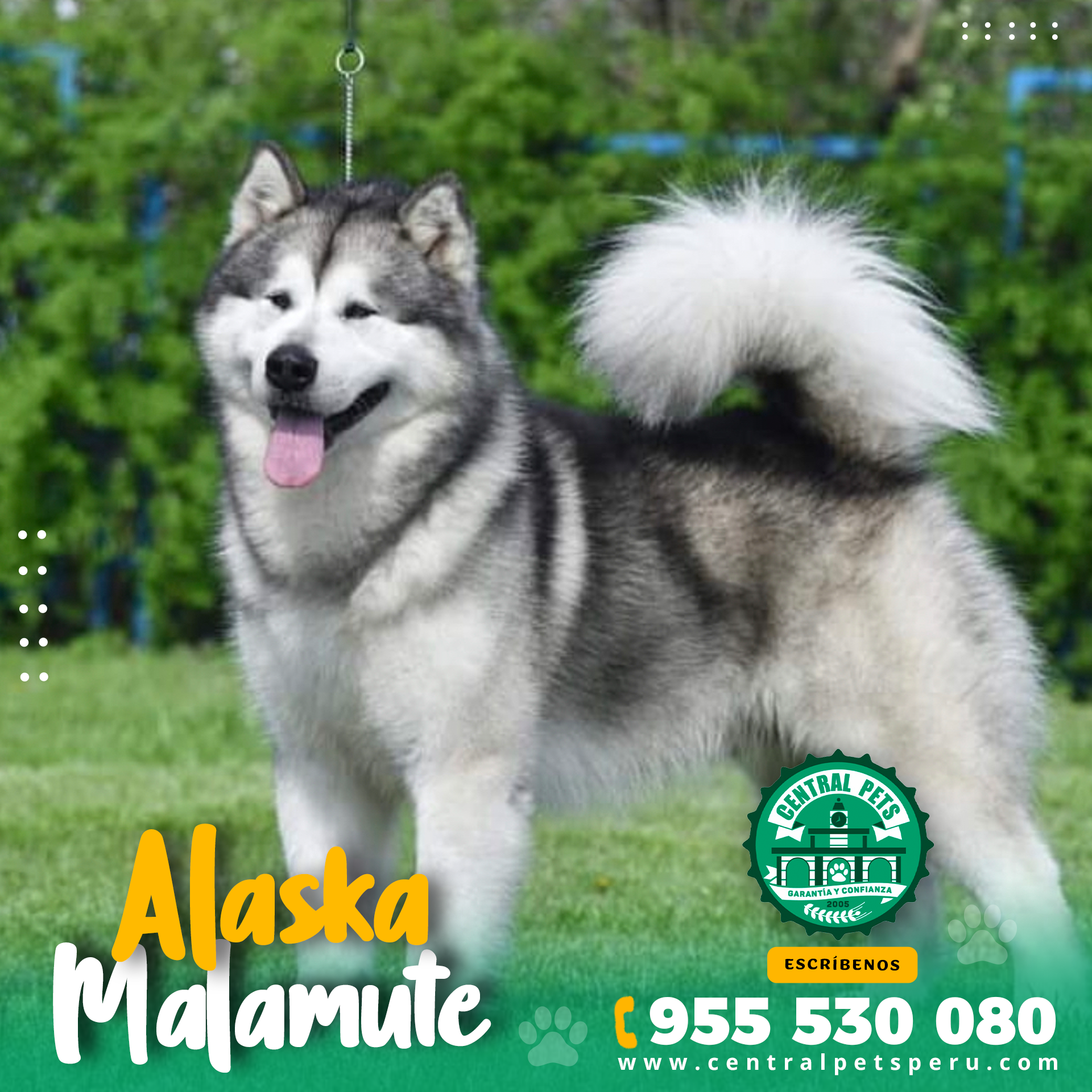 Alaska Adulto