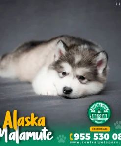 ALASKA MALAMUTE