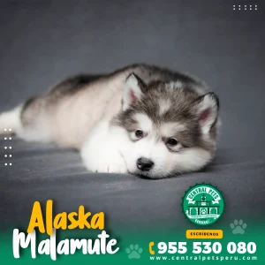 ALASKA MALAMUTE