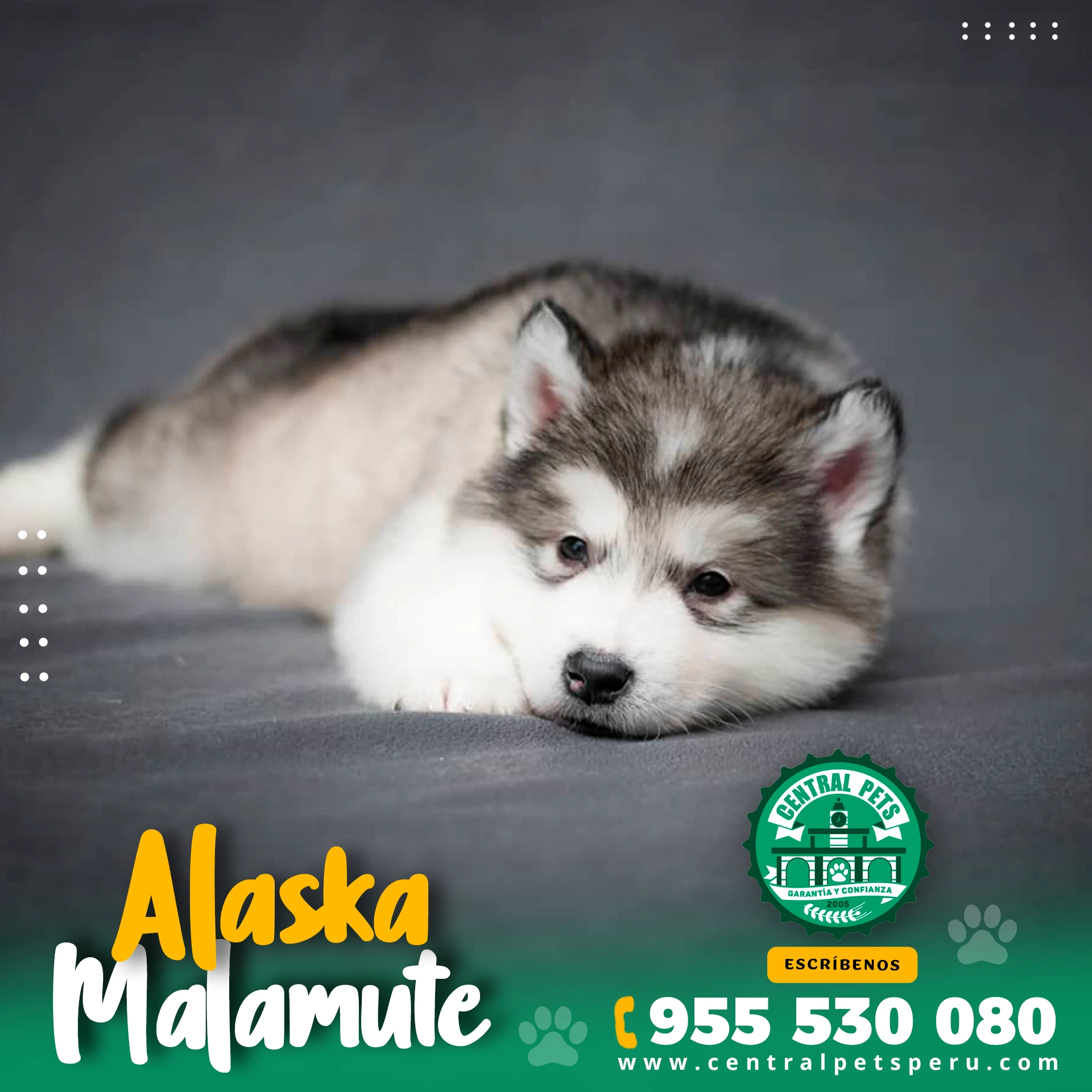 Alaska-Malamute-1