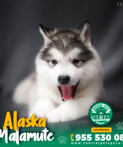 Alternative view of ALASKA MALAMUTE
