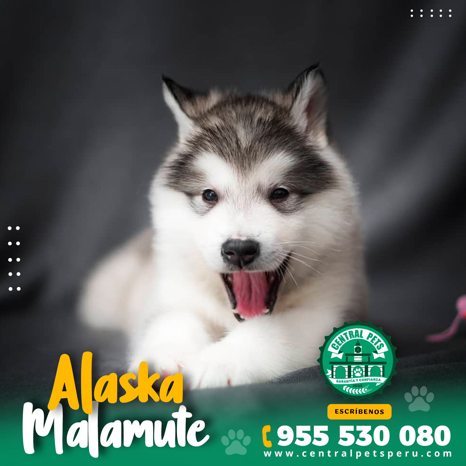 Alaska Malamute (2)
